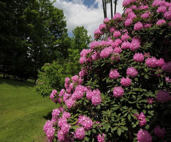 The largest rhododendron: photo and description, planting and care