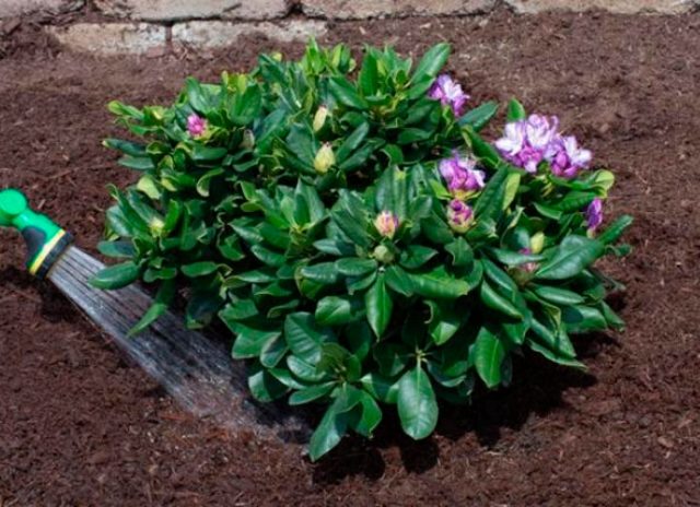 The largest rhododendron: photo and description, planting and care