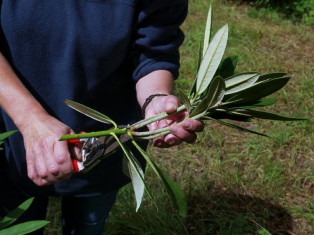 The largest rhododendron: photo and description, planting and care