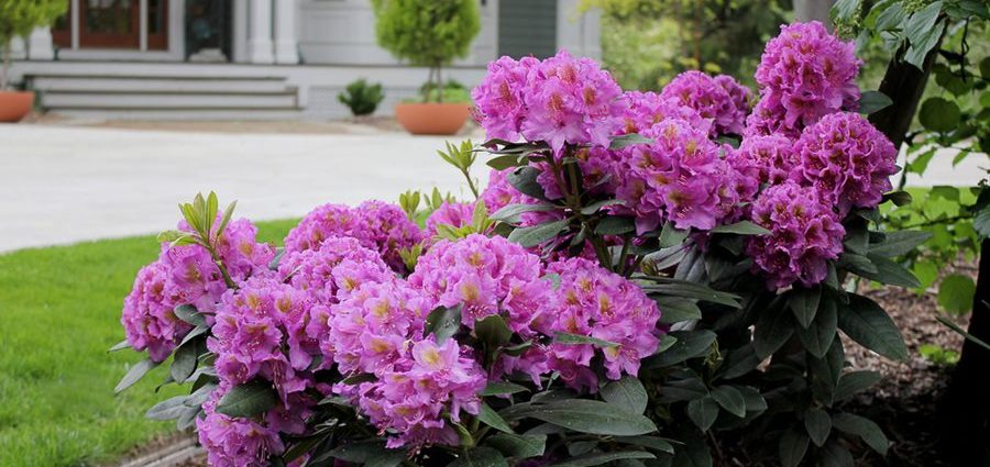 The largest rhododendron: photo and description, planting and care