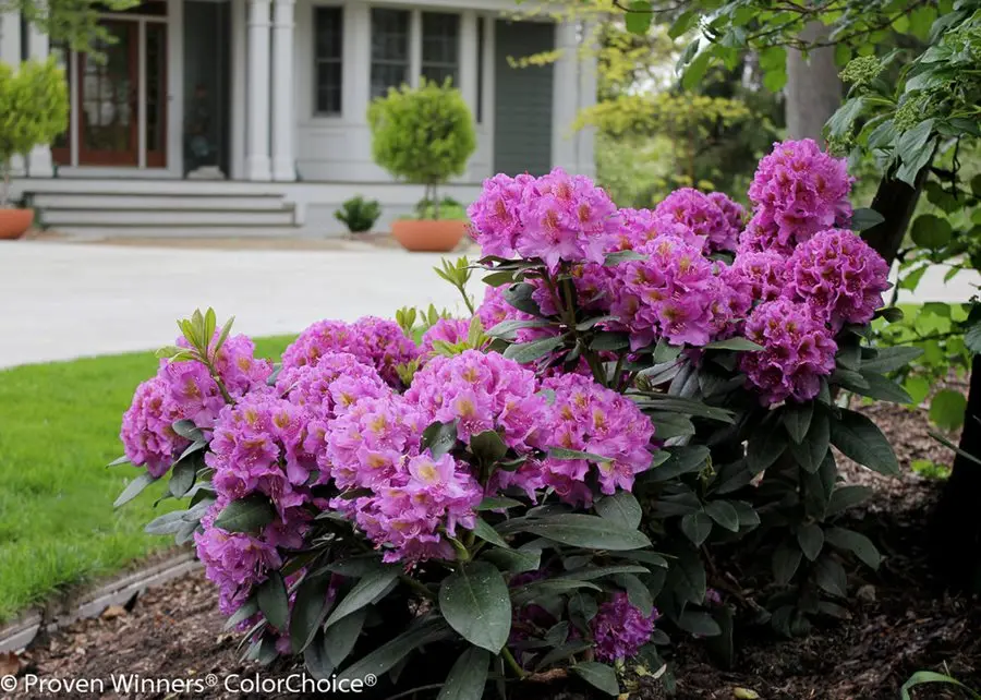 The largest rhododendron: photo and description, planting and care