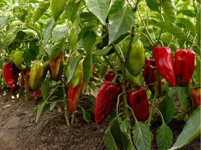 The largest varieties of pepper