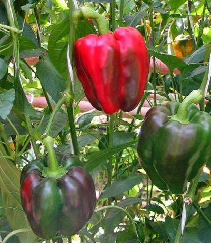 The largest varieties of pepper