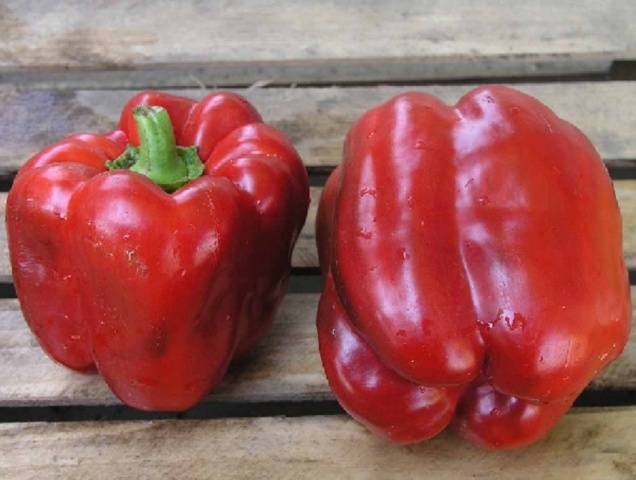 The largest varieties of pepper