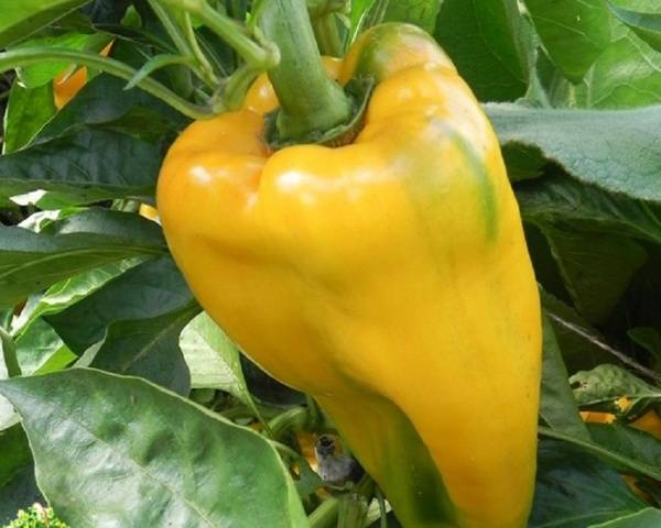 The largest varieties of pepper