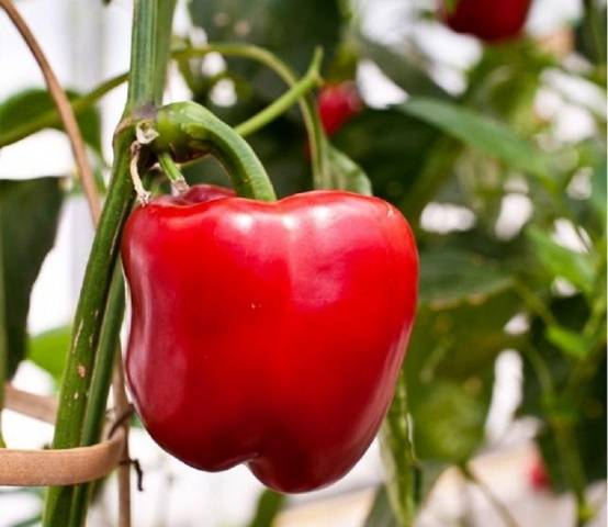 The largest varieties of pepper