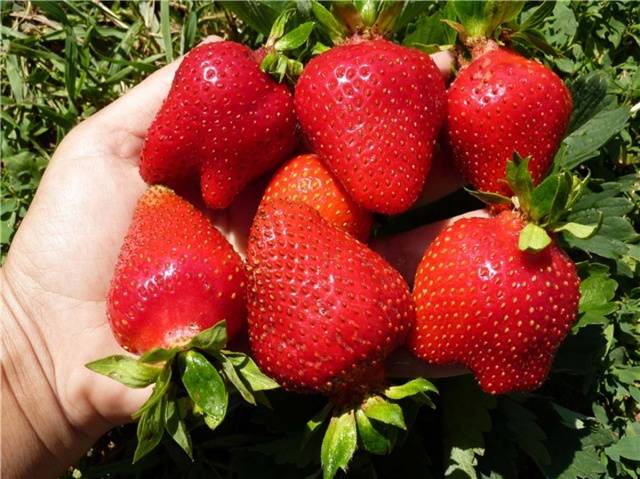 The largest varieties of strawberries 