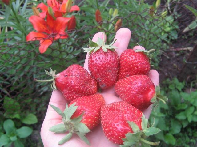 The largest varieties of strawberries 