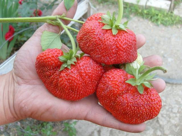 The largest varieties of strawberries 