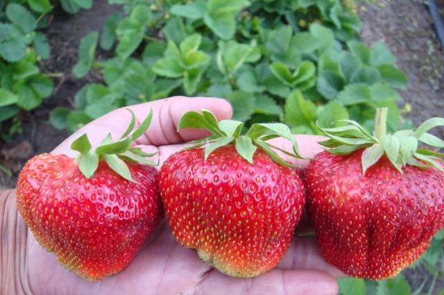 The largest varieties of strawberries 