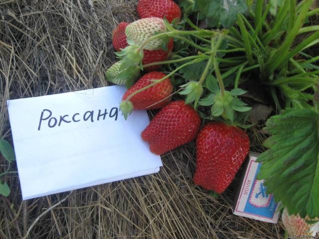 The largest varieties of strawberries 