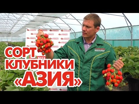 The largest varieties of strawberries 