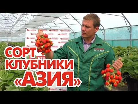 The largest varieties of strawberries 