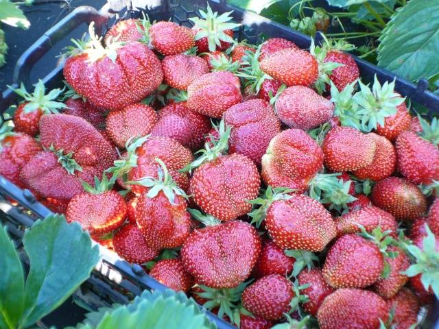 The largest varieties of strawberries 