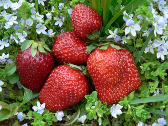 The largest varieties of strawberries 