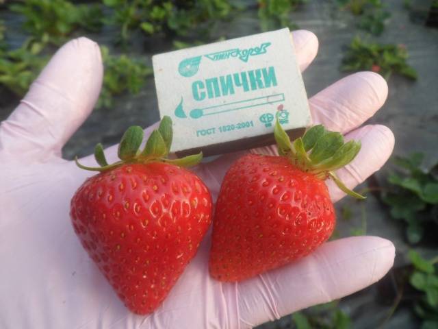 The largest varieties of strawberries 