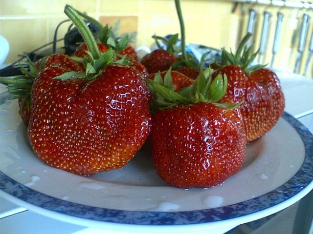 The largest varieties of strawberries 