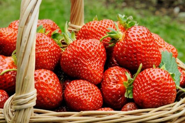 The largest varieties of strawberries 