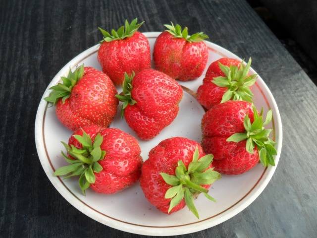 The largest varieties of strawberries 