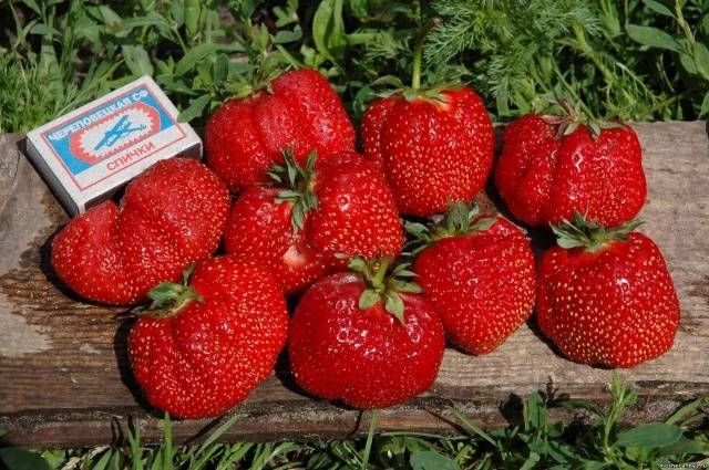 The largest varieties of strawberries 