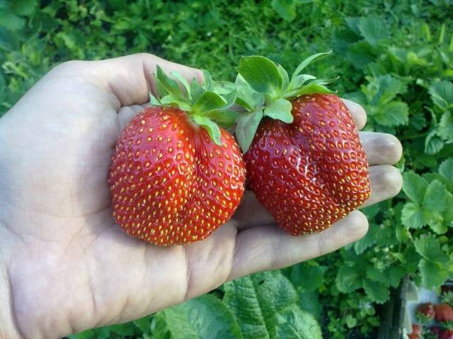 The largest varieties of strawberries 