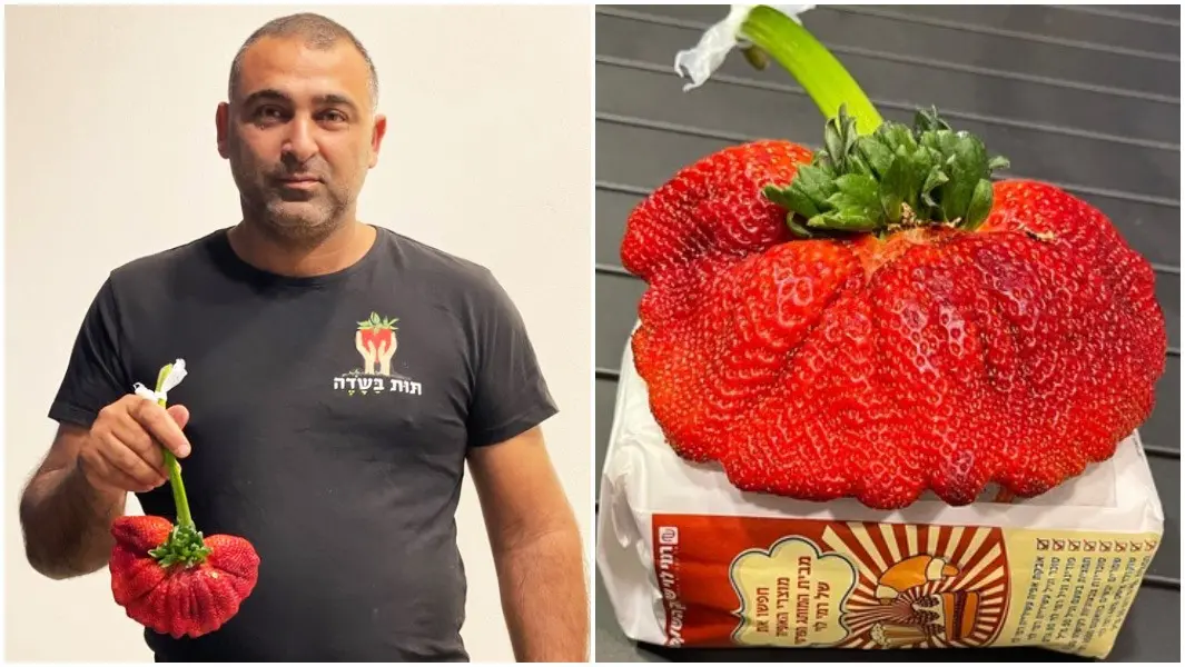 The largest varieties of strawberries 