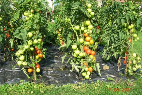 The Lazy Way of Growing Tomatoes: Benefits