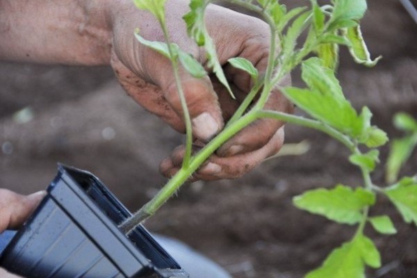 The Lazy Way of Growing Tomatoes: Benefits