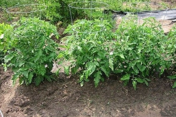 The Lazy Way of Growing Tomatoes: Benefits