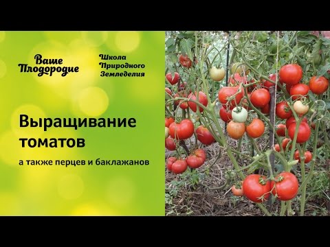 The Lazy Way of Growing Tomatoes: Benefits