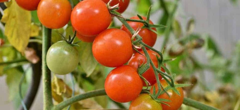 The Lazy Way of Growing Tomatoes: Benefits