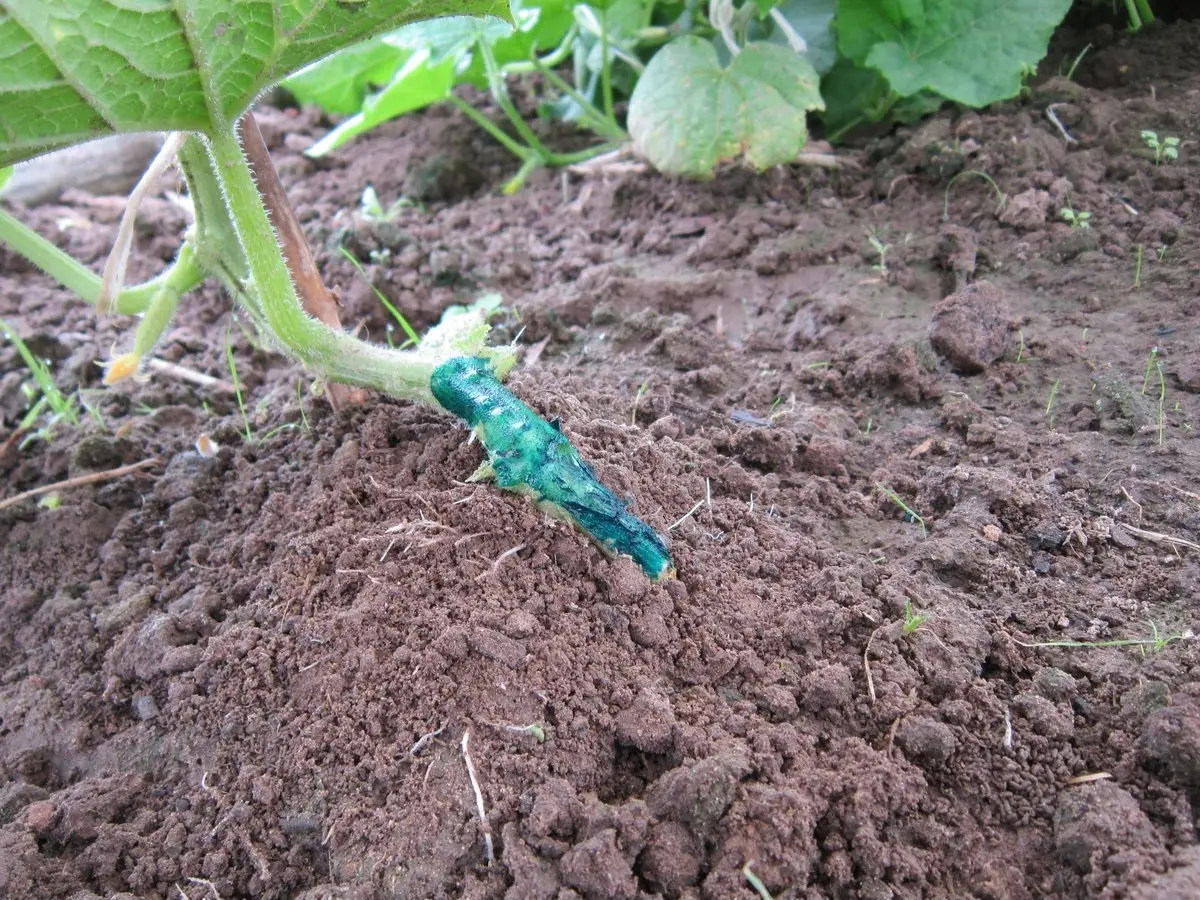 The leaves of cucumbers in the greenhouse wither: the reason and what to do for prevention