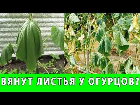 The leaves of cucumbers in the greenhouse wither: the reason and what to do for prevention