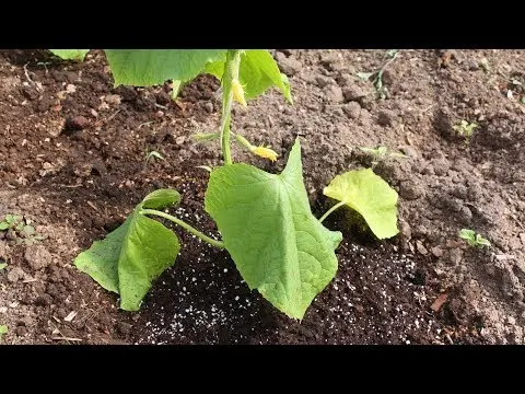 The leaves of cucumbers in the greenhouse wither: the reason and what to do for prevention