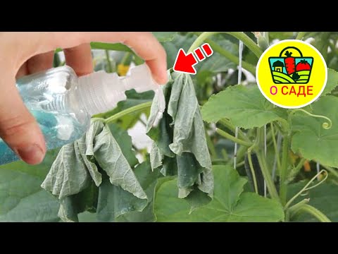 The leaves of cucumbers in the greenhouse wither: the reason and what to do for prevention