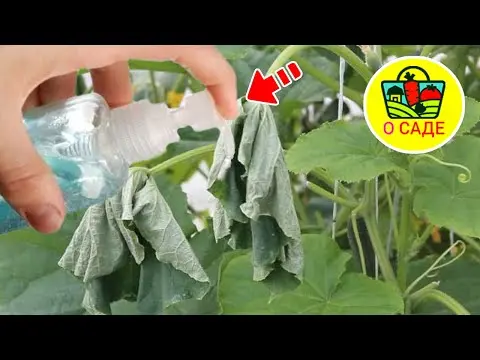 The leaves of cucumbers in the greenhouse wither: the reason and what to do for prevention