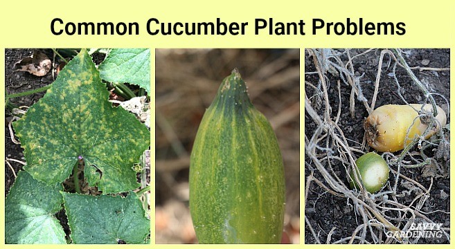 The leaves of cucumbers in the greenhouse wither: the reason and what to do for prevention