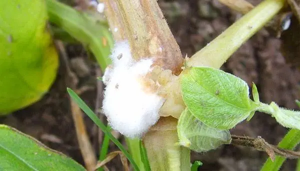 The leaves of the cucumbers in the greenhouse turned white