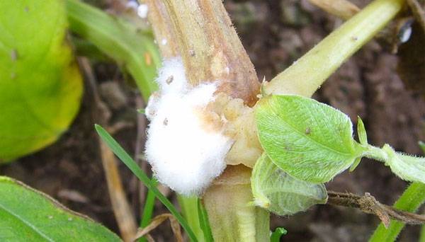 The leaves of the cucumbers in the greenhouse turned white