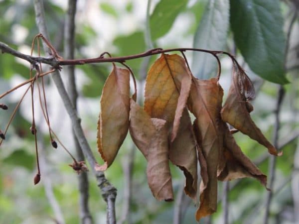 The leaves on the cherry wither, curl, dry: diseases, reasons, how to save