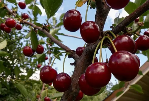 The leaves on the cherry wither, curl, dry: diseases, reasons, how to save