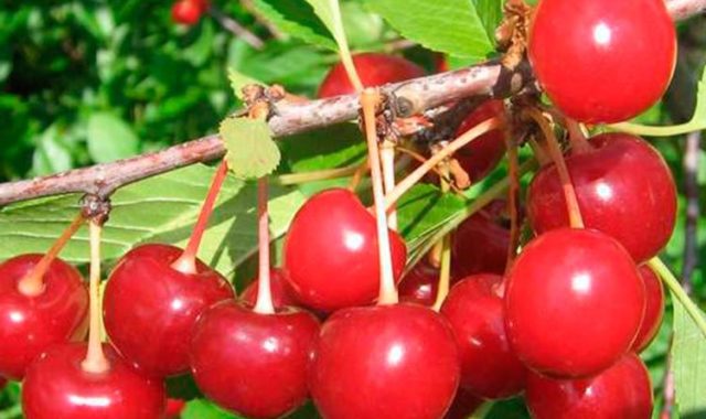 The leaves on the cherry wither, curl, dry: diseases, reasons, how to save