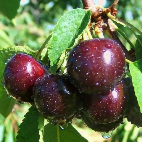 The leaves on the cherry wither, curl, dry: diseases, reasons, how to save