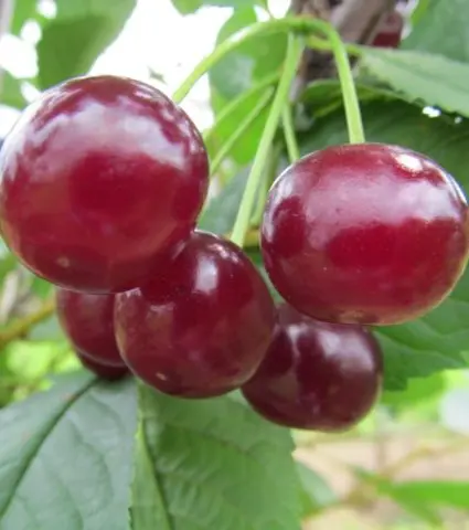 The leaves on the cherry wither, curl, dry: diseases, reasons, how to save