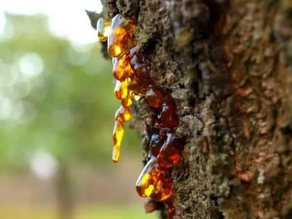 The leaves on the cherry wither, curl, dry: diseases, reasons, how to save