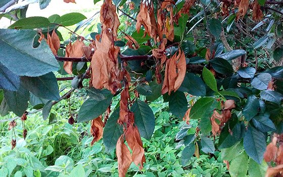 The leaves on the cherry wither, curl, dry: diseases, reasons, how to save