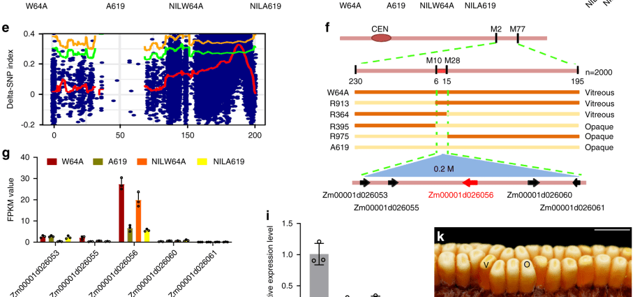 The level of beta carotene in maize can be increased