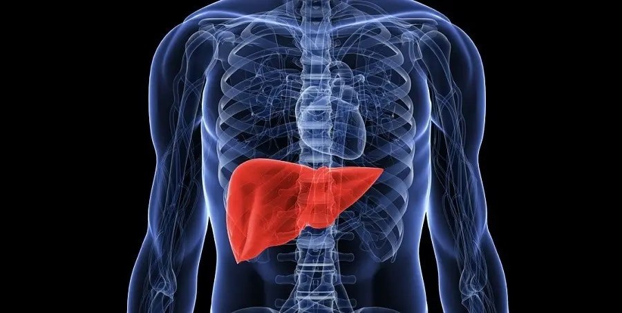 The liver does not hurt, and cancer does not give symptoms for a long time. These signs must be disturbing