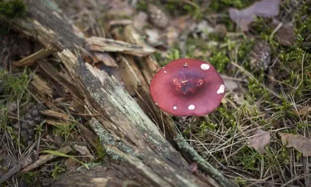 The liver was transplanted to a 20-year-old man poisoned with toadstool