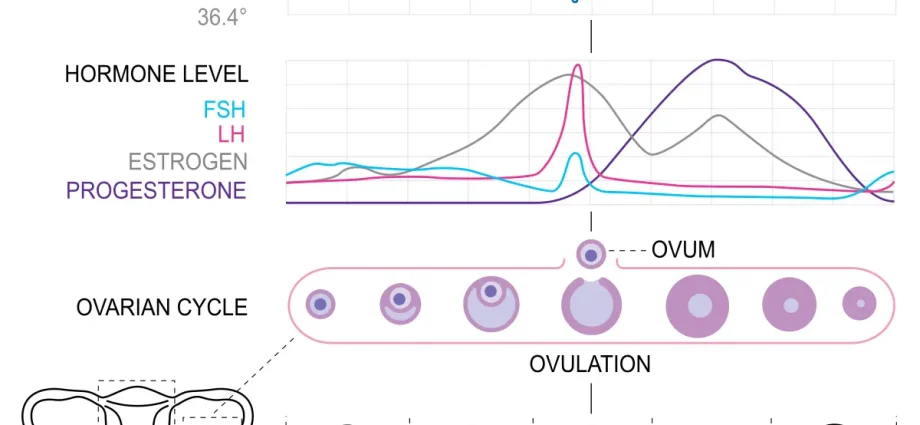 The luteal phase in the female body